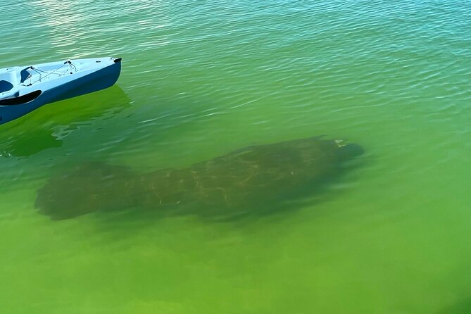 Elite Hobie Kayak Experience: Ultimate Premium Eco Adventure! - Where Big Hickory Island Mangrove Tunnels Fit Into a Great Naples Kayak Day