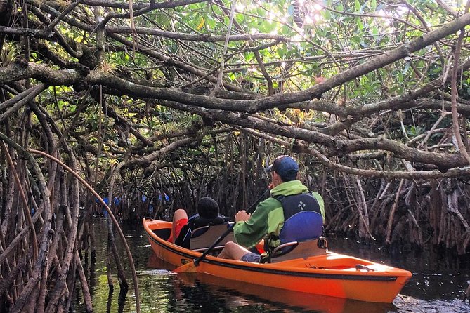 Everglades Kayak Safari Adventure Through Mangrove Tunnels - Key highlights to know before you paddle