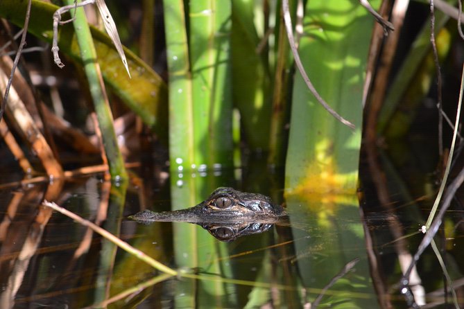Everglades Kayak Safari Adventure Through Mangrove Tunnels - Kayaking the Everglades mangrove tunnels: what makes this route special