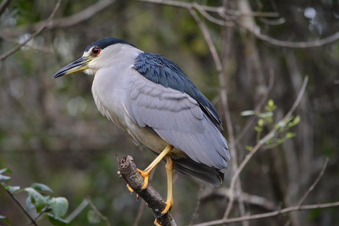 Everglades Kayak Safari Adventure Through Mangrove Tunnels - Wildlife spotting: birds, turtles, and the alligator question