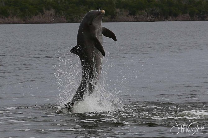 Everglades Manatee, Dolphin and Birding Boat Tour (2 hours) - Small-group birding seats: what “max six” changes