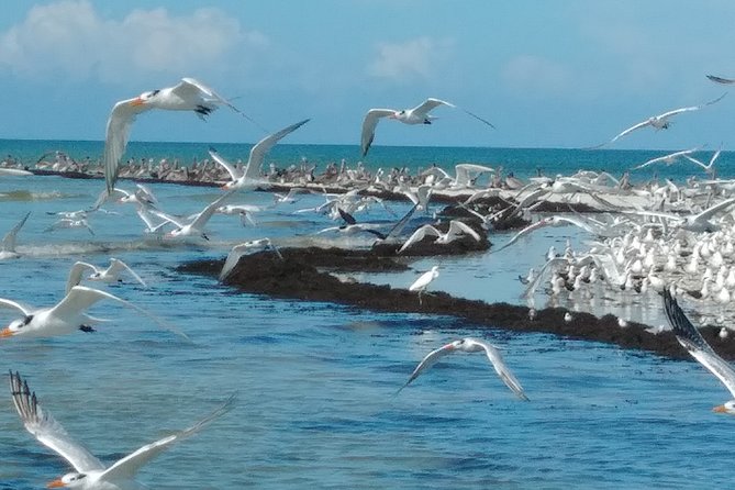 Everglades Manatee, Dolphin and Birding Boat Tour (2 hours) - Wildlife stop priorities: dolphins, manatees, and birds in one ride