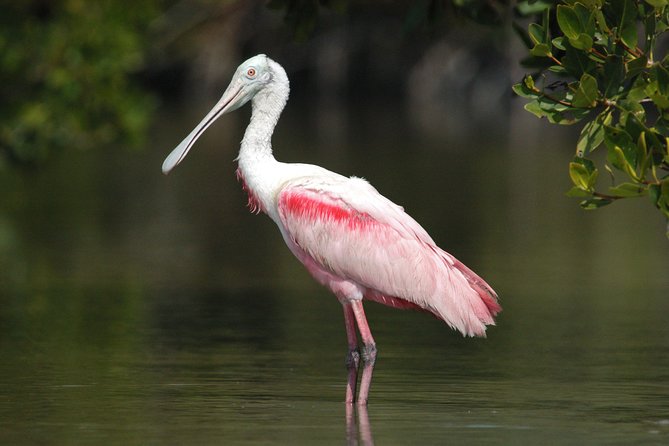 Everglades Manatee, Dolphin and Birding Boat Tour (2 hours) - Wildlife checklist you can watch for the moment you’re on the water