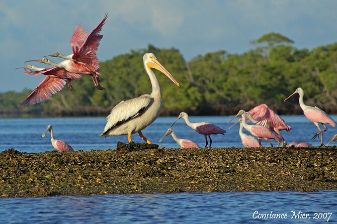 Everglades Manatee, Dolphin and Birding Boat Tour (2 hours) - How the guide turns spotting into real understanding
