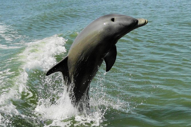 Everglades Manatee, Dolphin and Birding Boat Tour (2 hours) - Timing and conditions: why you might see dolphins one day and not the next