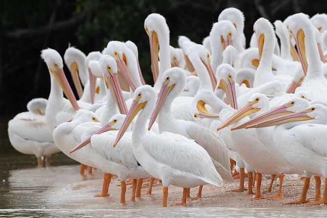 Everglades Manatee, Dolphin and Birding Boat Tour (2 hours) - Where you start on Newport Dr and how boarding really feels