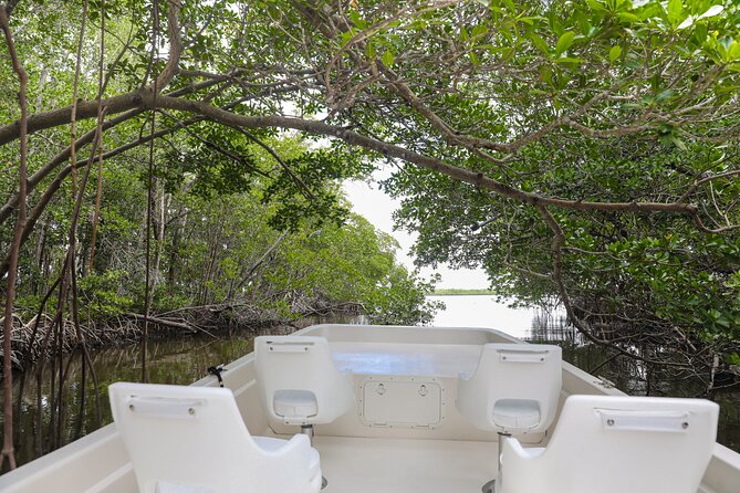 Everglades Mangrove Wilderness Boat Tour - Key Points I’d Tell a Friend