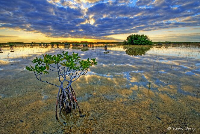 Everglades Mangrove Wilderness Boat Tour - Boat Comfort and Safety: Small Group Means Better Seeing