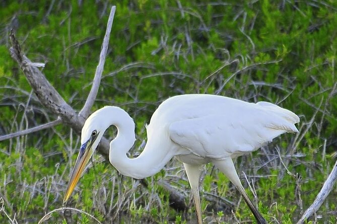 Everglades Mangrove Wilderness Boat Tour - The Observation Tower: A Free Bonus With Your Tour Ticket Purchase