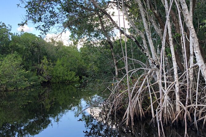 Everglades Mangrove Wilderness Boat Tour - Who Should Book This Tour (And Who Might Not)