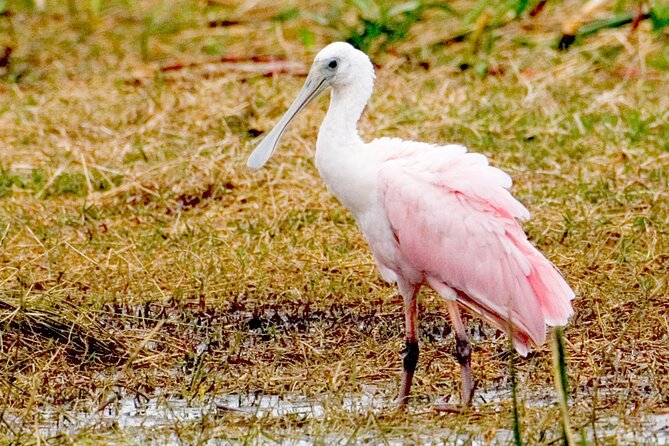 Everglades National Park Boat Tour - Getting to the Dock: Ochopee Meets the Naples-Call It What You Want Listing