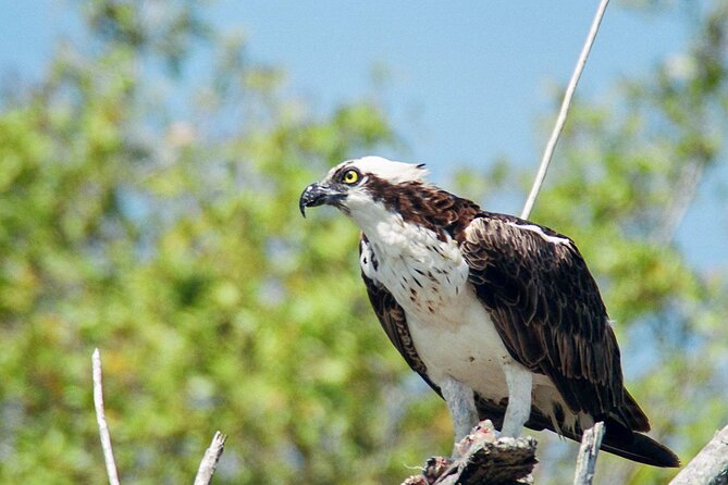 Everglades National Park Boat Tour - Chokoloskee Bay: The Birding Moment You’ll Want to Repeat