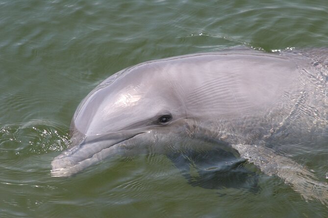 Everglades National Park Boat Tour - Everglades City: History Narration While You Glide