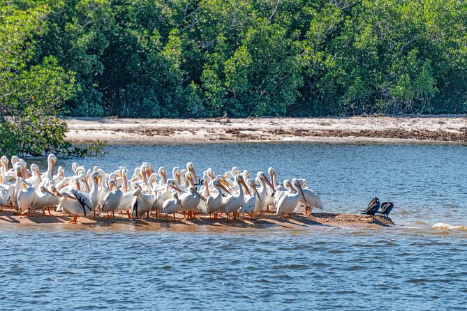 Everglades National Park Boat Tour - What You’ll See (and What You Shouldn’t Assume)