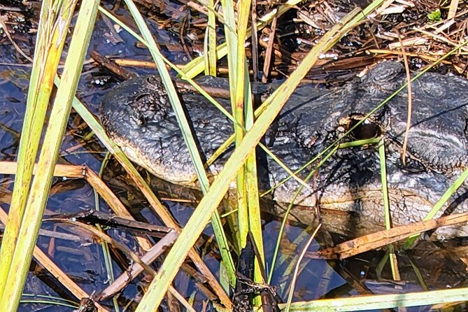 Everglades National Park Naturalist Led Hike, 2 Boat Trips + More - Miccosukee Indian Village and the airboat into the River of Grass