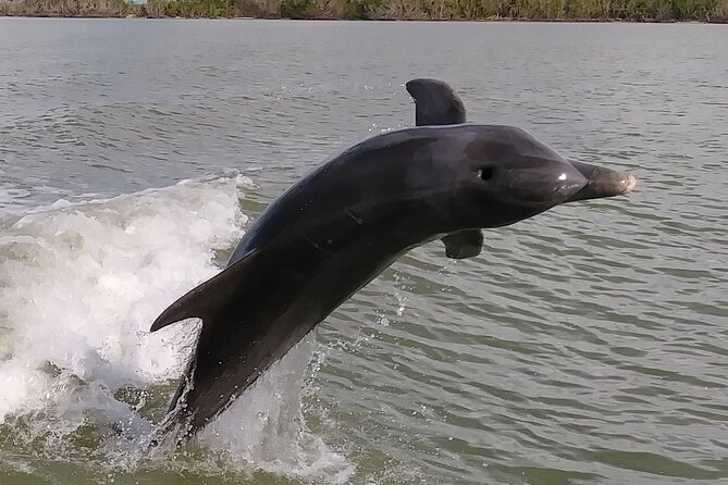 Everglades Small Group Guided Boating and Walking Expedition - Quiet small-group Everglades boating from Naples: what the experience feels like