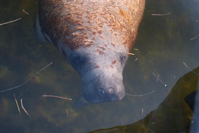Everglades Small Group Guided Boating & Walking Tour Expedition - Key things to know before you go