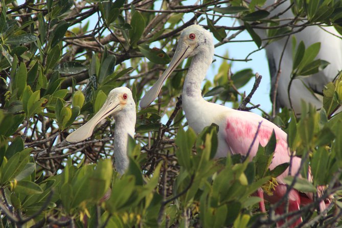 Everglades Small Group Guided Boating & Walking Tour Expedition - The “island walk” portion: tides, shells, and what your feet learn