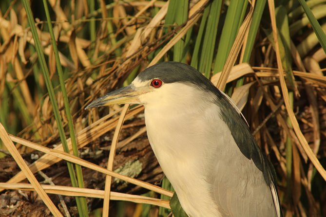 Everglades Small Group Guided Boating & Walking Tour Expedition - Guide quality: why the best sightings often start with the right questions