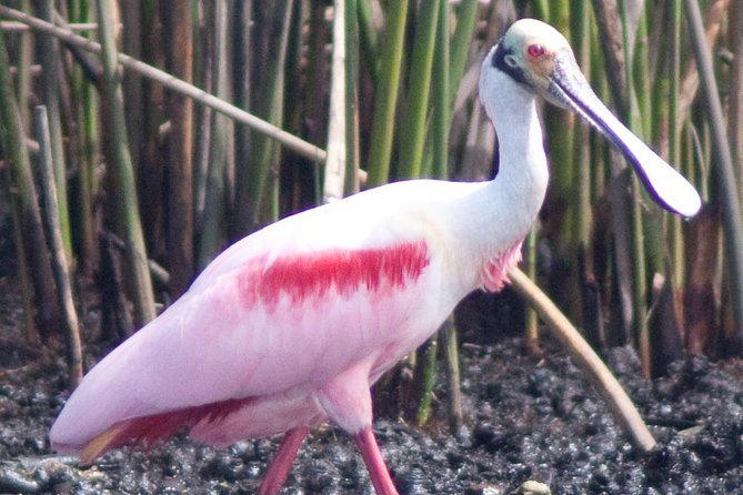 Everglades Small Group Guided Boating & Walking Tour Expedition - Price and value: is $199.95 worth it for 3.5 hours?