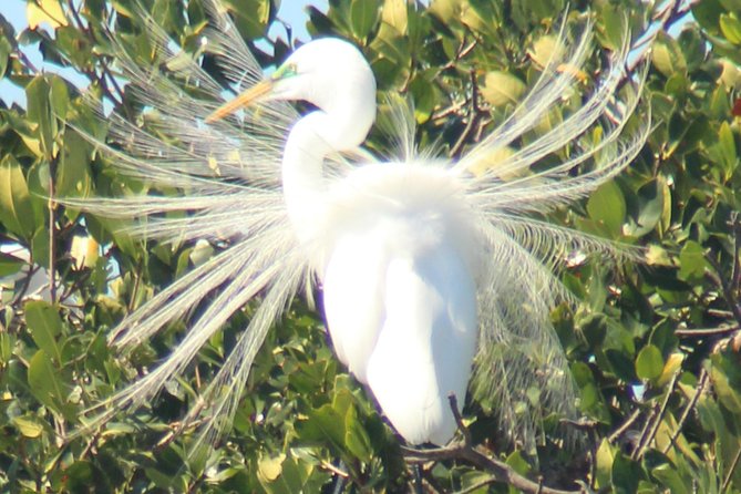 Everglades Small Group Guided Boating & Walking Tour Expedition - Timing, weather, and season: the honest guide to your sighting odds