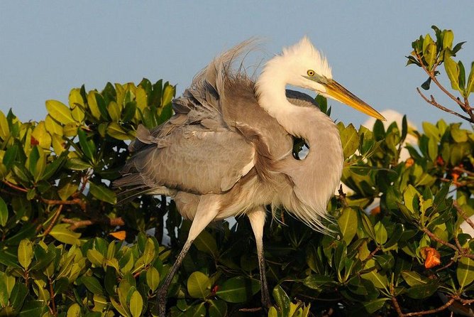 Everglades Small Group Guided Boating & Walking Tour Expedition - Powerboat wildlife spotting in Everglades National Park’s Ten Thousand Islands