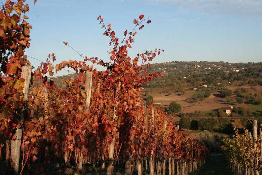 From Naples: Irpinia Wine Tour with 6 Tastings - Should You Book This Irpinia Wine Tour?