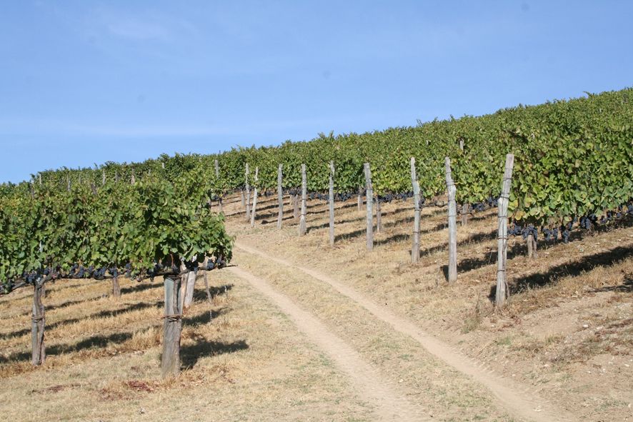From Naples: Irpinia Wine Tour with 6 Tastings - Sertura Vini d’Irpinia in Montemarano: Aglianico Focus and Taurasi DOCG