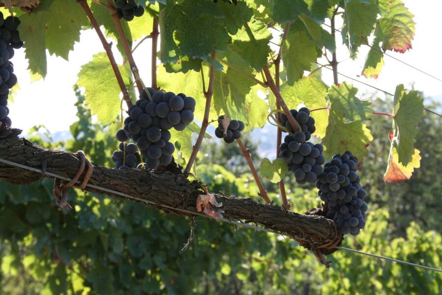 From Naples: Irpinia Wine Tour with 6 Tastings - Food Between Tastings: Bread, Olive Oil, Cheese, and Where Lunch Fits