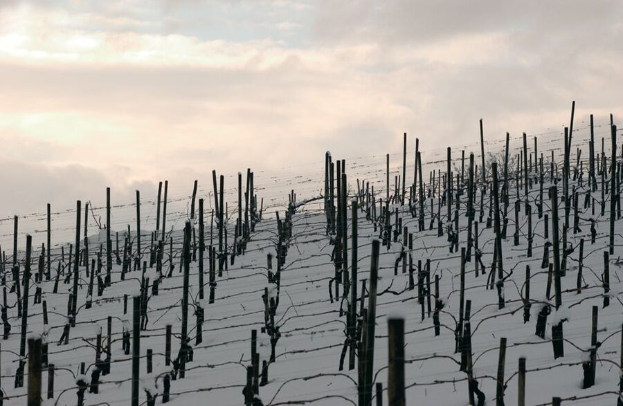 From Naples: Irpinia Wine Tour with 6 Tastings - Price and Value: Is $220.84 Worth It?