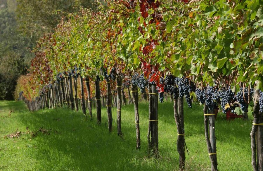 From Naples: Irpinia Wine Tour with 6 Tastings - The Tour Guide and the Tone of the Experience