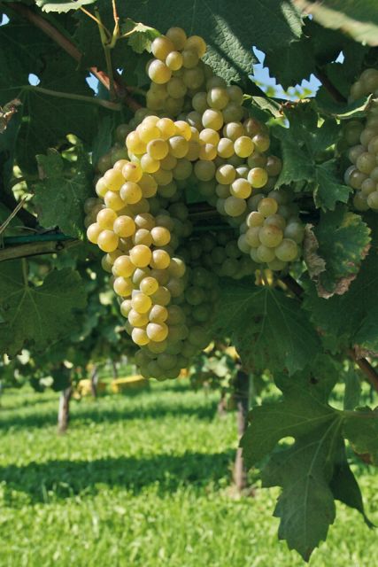 From Naples: Irpinia Wine Tour with 6 Tastings - Tenuta Donna Elvira at Montemiletto: Vineyards, Cellars, and 3 Key Wines