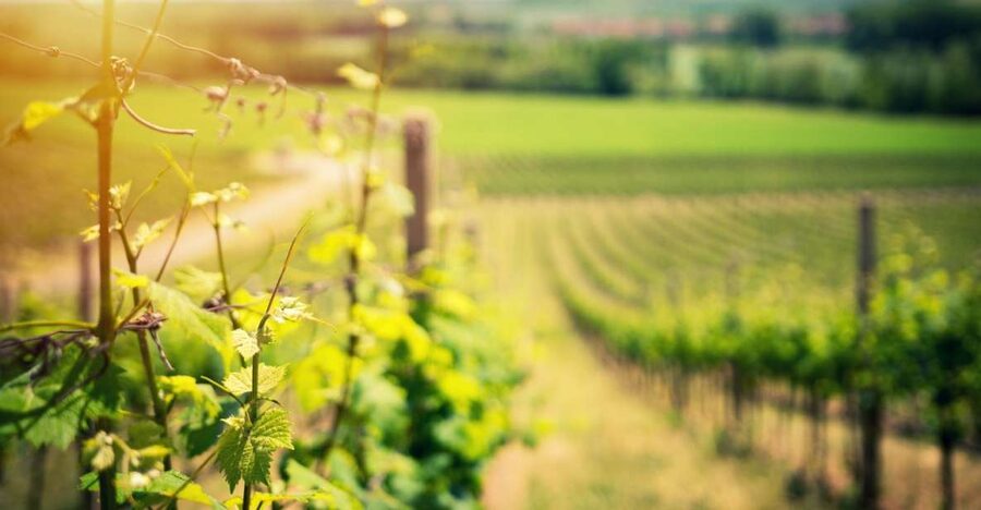 From Naples: Pompeii and Wine Tasting Tour with Lunch - Vesuvius wine tasting: where the view actually matters