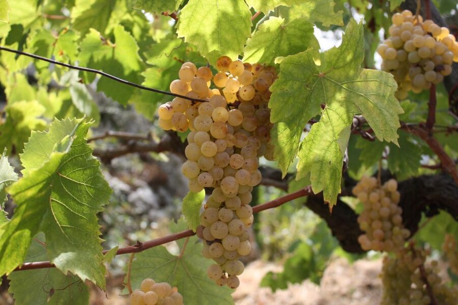 From Naples: Pompeii and Wine Tasting Tour with Lunch - Timing reality check: how to plan your day in Naples