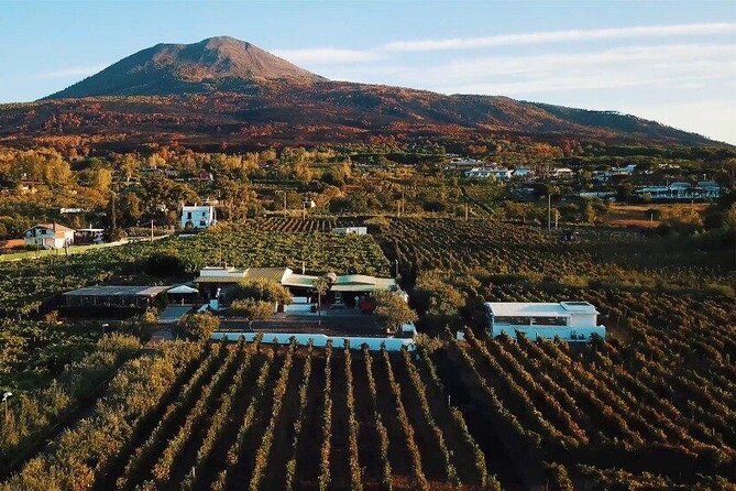 From Naples: Pompeii & Wine Tasting" Private Day Tour - Wine tasting and lunch at the vineyard: plan for the food bill