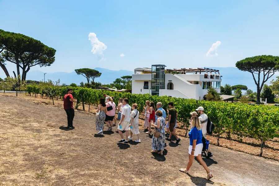 From Naples: Wine Tasting Tour on Vesuvius Slopes with Lunch - Value and what you’re really paying for