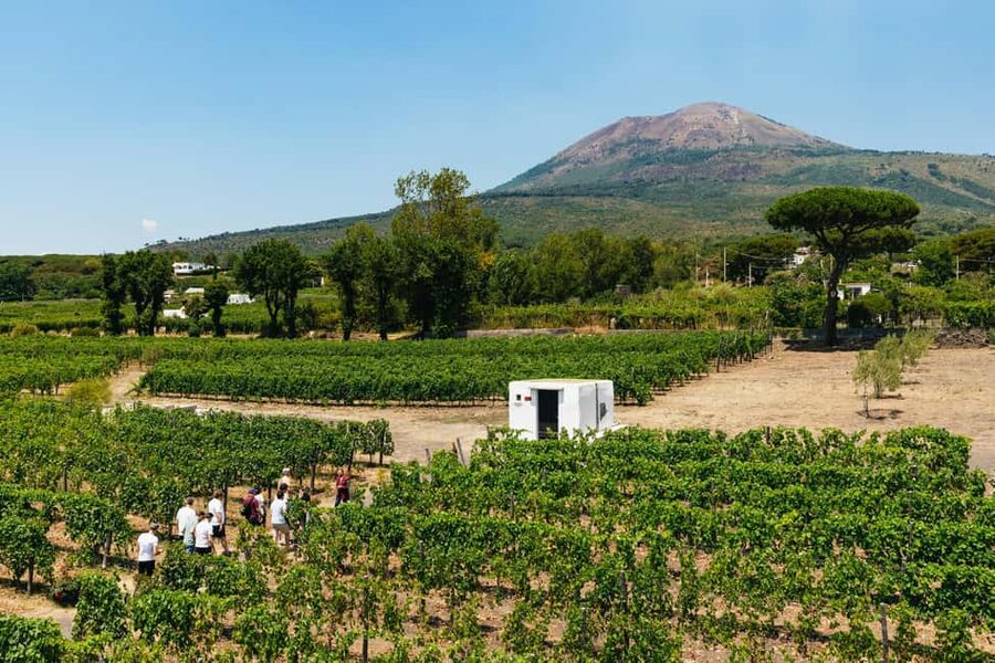 From Naples: Wine Tasting Tour on Vesuvius Slopes with Lunch - What happens on the Vesuvius slope: vineyard tour + terrace time