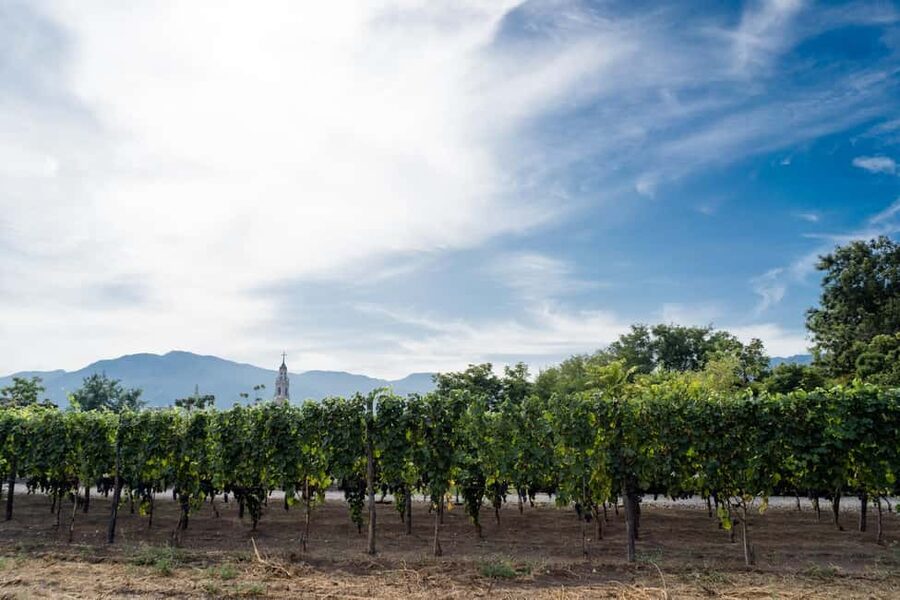 From Pompeii: Mount Vesuvius Wine Tasting and Lunch - Vine tour on Vesuvius slopes: what you’ll actually see