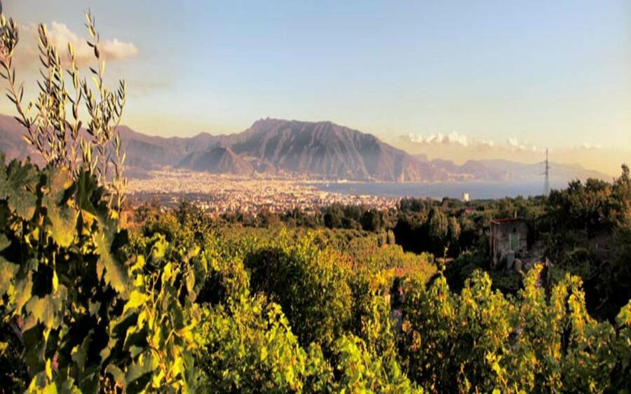 From Pompeii: Mount Vesuvius Wine Tasting and Lunch - The views: why the location feels worth the trip
