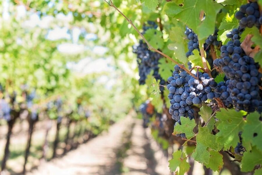 From Sorrento: Skip-the-Line Guided Vesuvius Hike and Lunch - Vineyard Lunch With Wine Tasting: A Good Warm-Up, Not a Sommelier Seminar