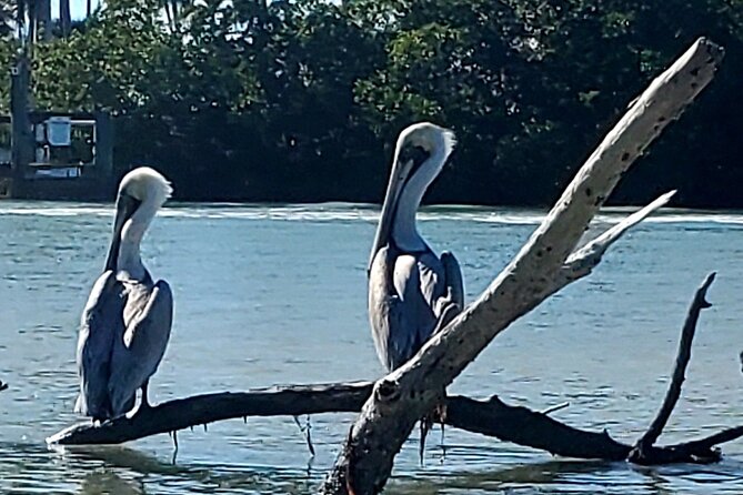 Guided Dolphin Eco Tour by Kayak & SUP - Fort Myers Beach, FL - Shelling at Big Hickory: turning a paddle into a beach find