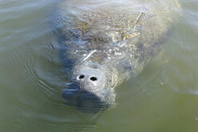 Guided Dolphin Eco Tour by Kayak & SUP - Fort Myers Beach, FL - Price and value: how $50 fits the experience