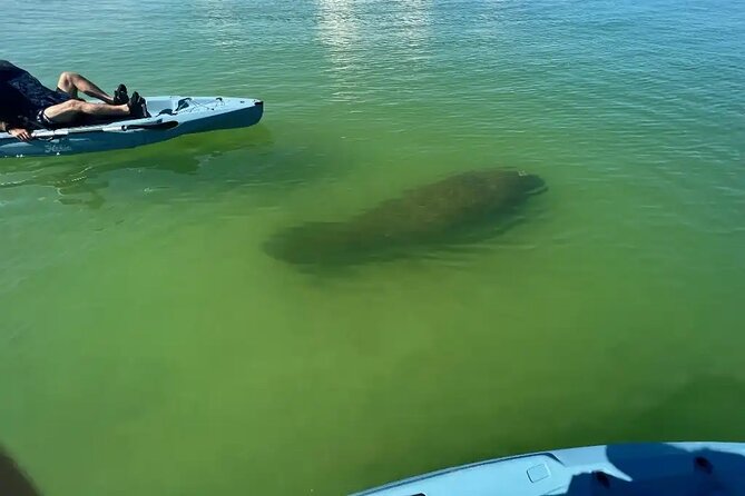 Guided Glow LED Kayak Sunset Activity in Bonita Springs - Gulf of Mexico, Calm Inlet, and Wildlife You Can Expect to Look For
