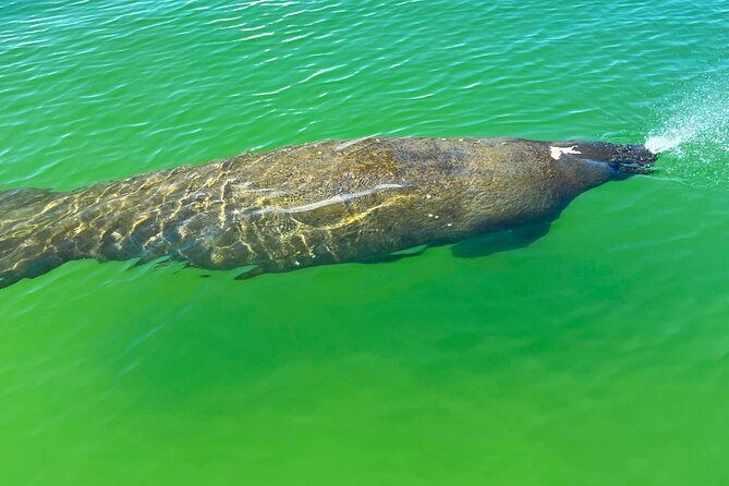 Guided Hobie Kayak EcoTour: Premium Eco Experience Bonita Springs - The Shelling Beach Stop: More Than a Token Photo Op