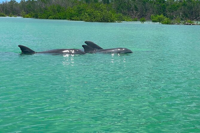Guided Hobie Kayak EcoTour: Premium Eco Experience Bonita Springs - Mangrove Waterways and Narrow Tunnels