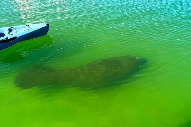 Guided Hobie Kayak EcoTour: Premium Eco Experience Bonita Springs - Wildlife Chances: Dolphins, Manatees, and Lots of Birds
