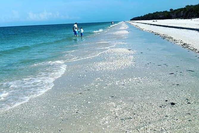 Half Day Keewaydin Shelling and Beach Adventure (Private) - Key Highlights You’ll Actually Care About