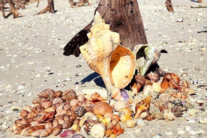 Half Day Keewaydin Shelling and Beach Adventure (Private) - Naples Bay by Boat: Dolphins, Mangroves, and Big Harbor Views