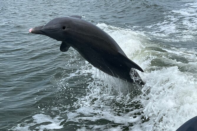 Half Day Private Shelling Dolphin EcoTour in 10 000 Island Marco - Key Highlights Worth Planning For