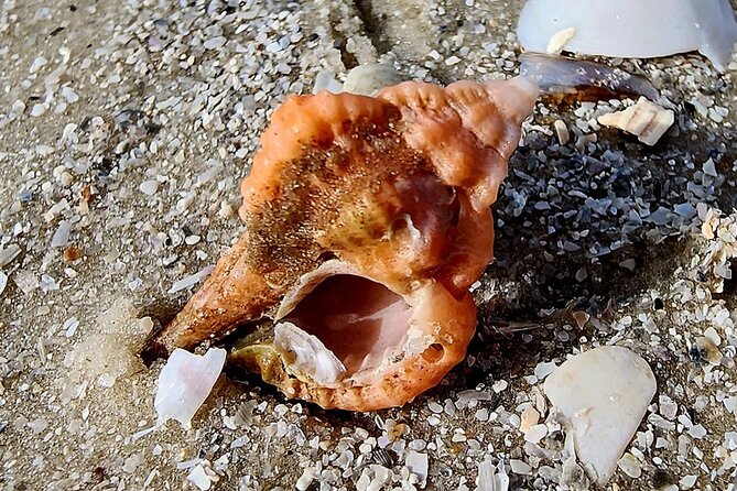 Half Day Private Shelling Dolphin EcoTour in 10 000 Island Marco - Timing That Works: How the 3 Hours Usually Add Up
